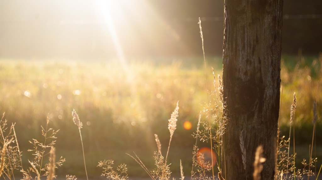 sun-trees